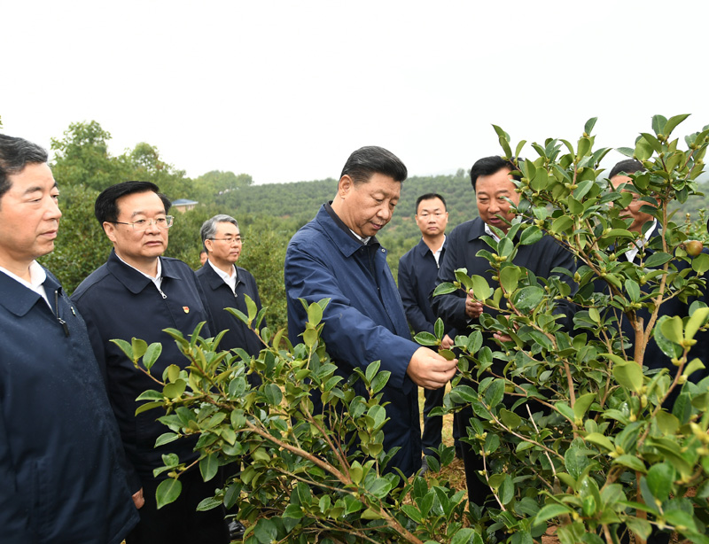 　　9月16日至18日，中共中央總書(shū)記、國(guó)家主席、中央軍委主席習(xí)近平在河南考察。這是17日上午，習(xí)近平來(lái)到信陽(yáng)市光山縣槐店鄉(xiāng)司馬光油茶園，實(shí)地察看油茶樹(shù)種植和掛果情況。新華社記者 謝環(huán)馳 攝
